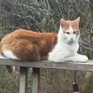 lost male cat ferris