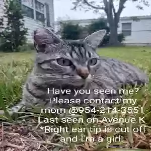 lost female cat lovie