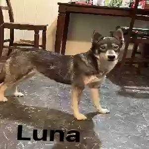 lost female dog luna