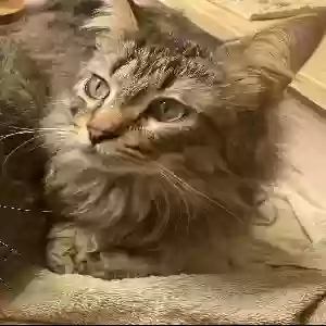 lost male cat pablo
