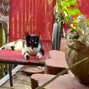 lost female cat vinnie
