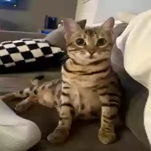 lost female cat nobu