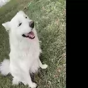 lost male dog snowy