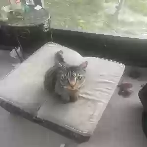 lost female cat isis