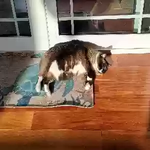 lost female cat nay