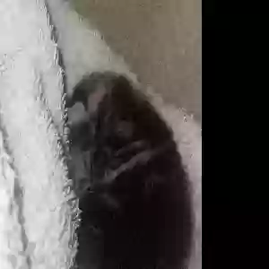 found unknown cat unknown