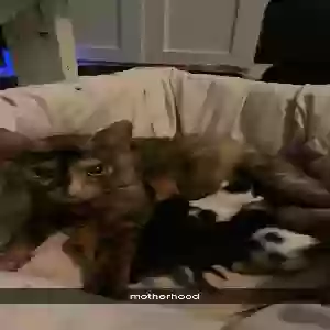 lost female cat pharah