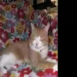 lost male cat alfredo