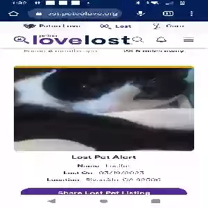 lost male cat lucifer