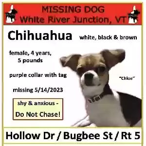 lost female dog chloe