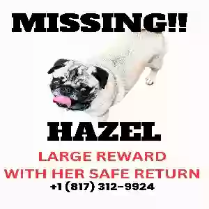 lost female dog hazel