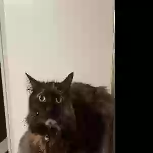 lost female cat azula (baby)