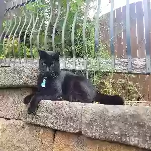 lost male cat raven