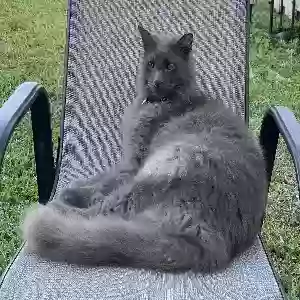 lost male cat gandalf