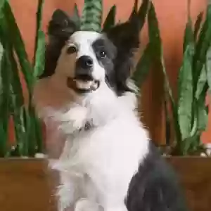 lost male dog googol