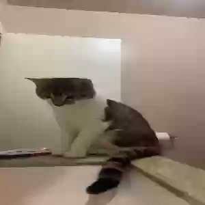 lost male cat meemo