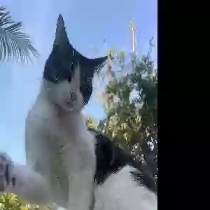 lost female cat penny