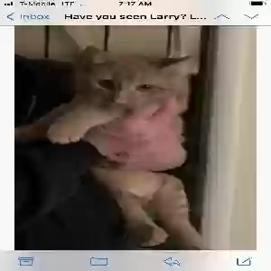 lost male cat larry