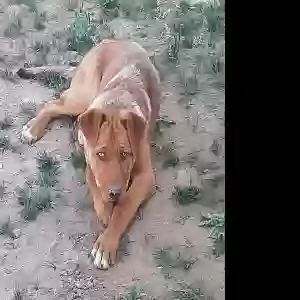 found male dog unknown