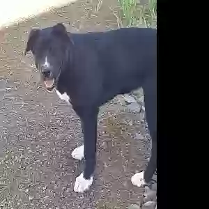 found female dog unknown