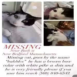 lost male cat bubble