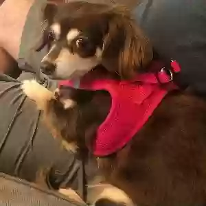 lost female dog sissy