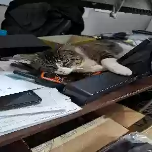 lost male cat mimi