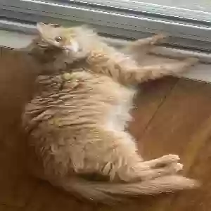 lost female cat amber