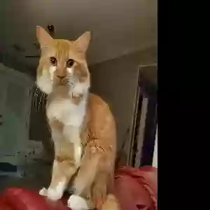lost male cat citrus
