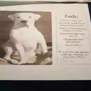 lost female dog jade