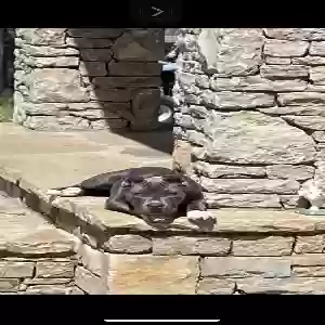 lost female dog roxana