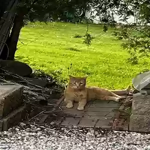 lost male cat cheeseball