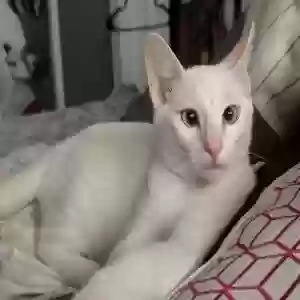 lost male cat gizmo