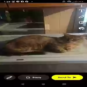 lost male cat smokey