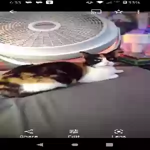 lost female cat bandida