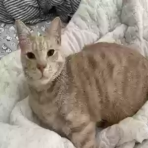 lost male cat max