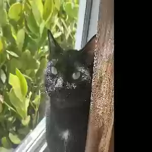 lost male cat salem