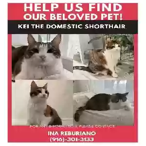 lost female cat kei