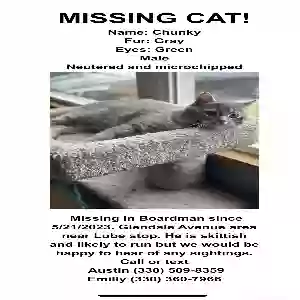 lost male cat chonkers