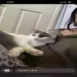 lost female cat tilly