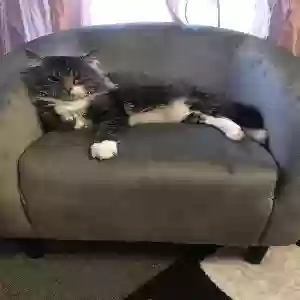 lost male cat king