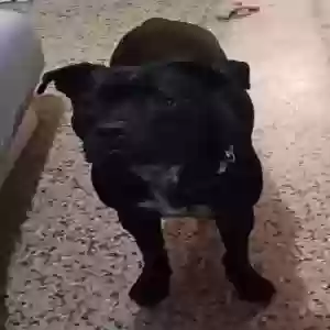 lost male dog joker