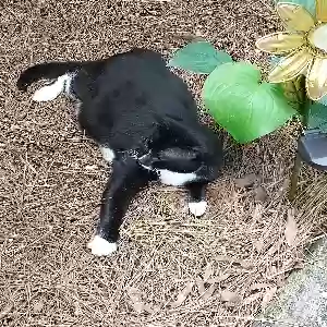lost male cat tuxedo
