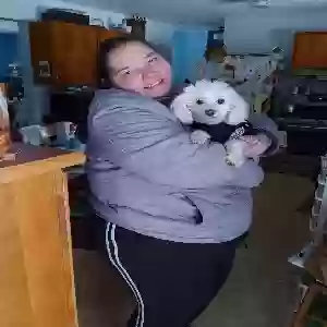 lost female dog tnkerbell