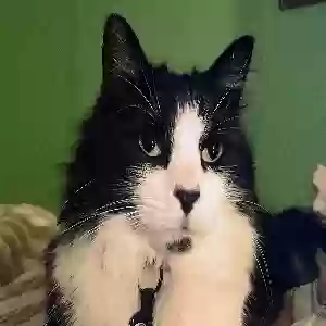 lost male cat lilu
