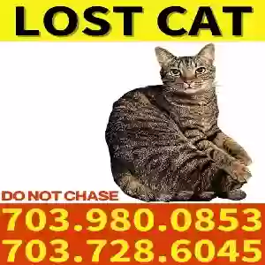 lost male cat cedric