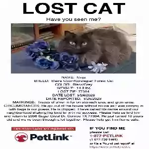 lost male cat ninja