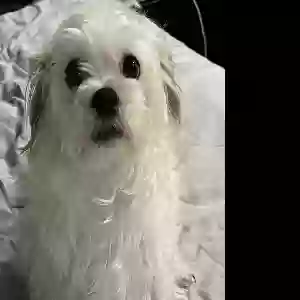lost female dog snow
