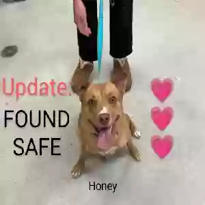 found female dog honey