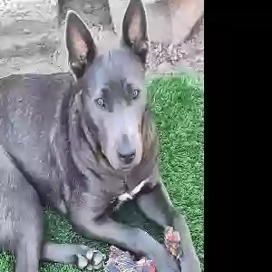 lost female dog lola